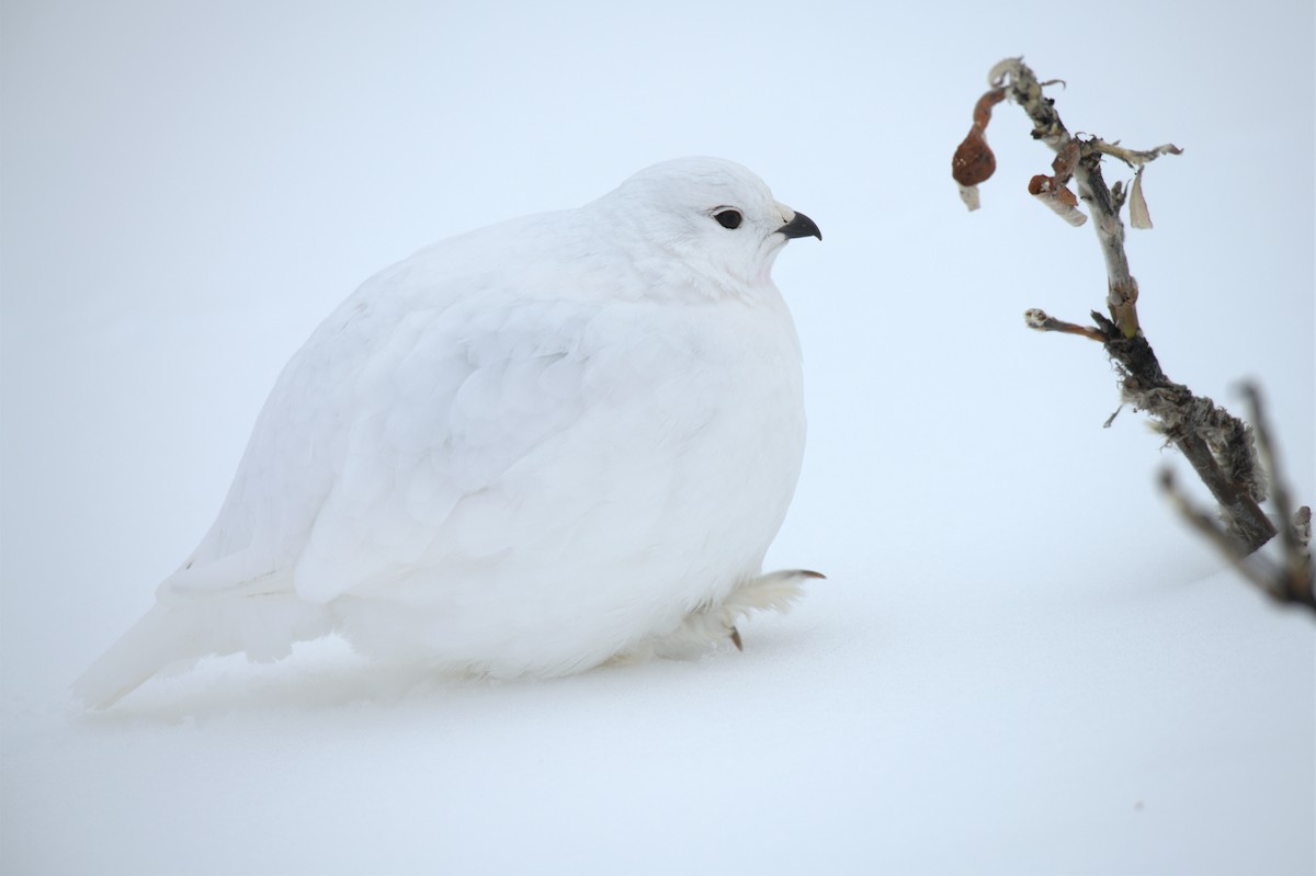 White-tailed Ptarmigan - ML529314301