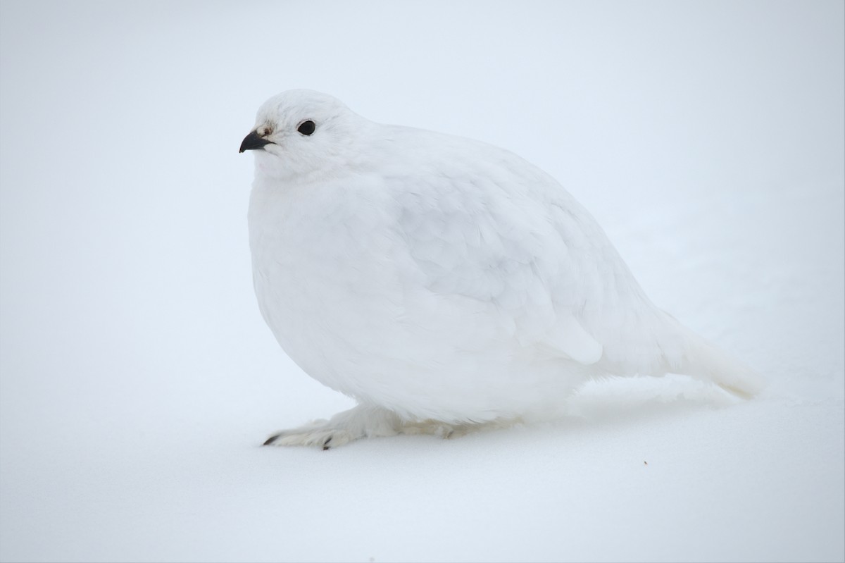 White-tailed Ptarmigan - ML529314441