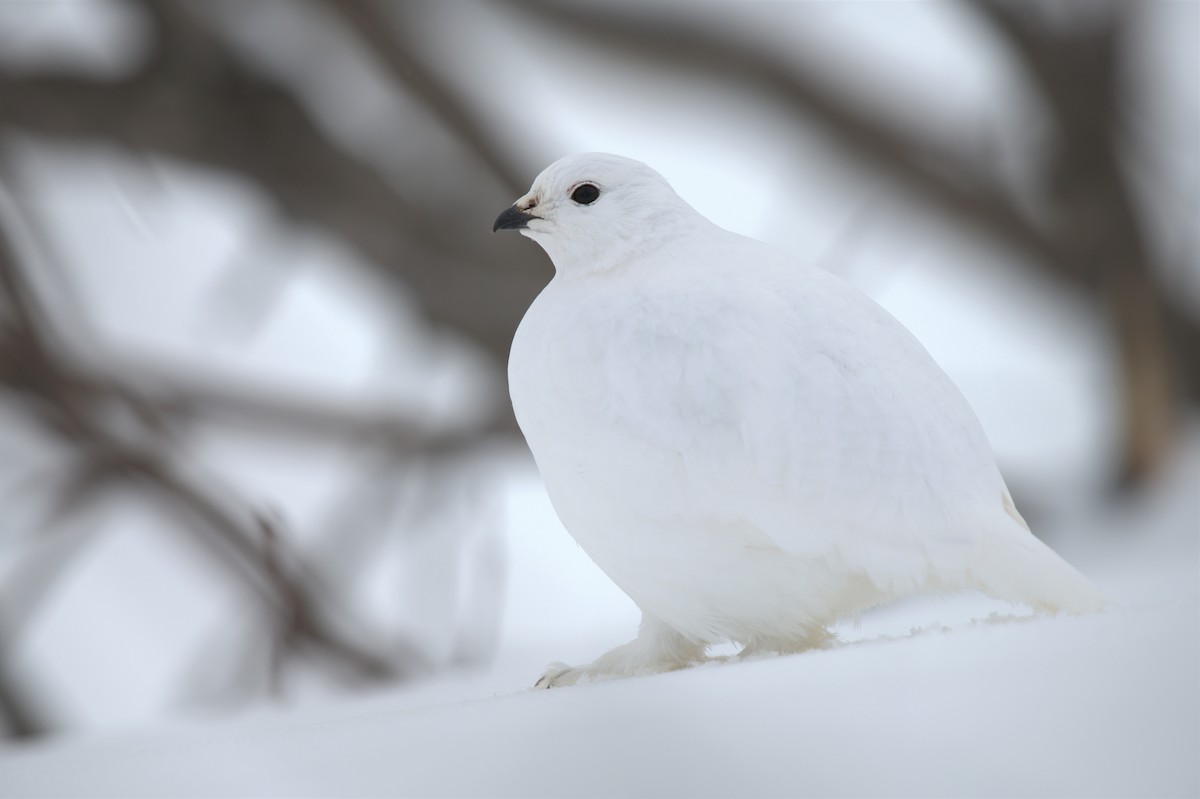 White-tailed Ptarmigan - ML529314461