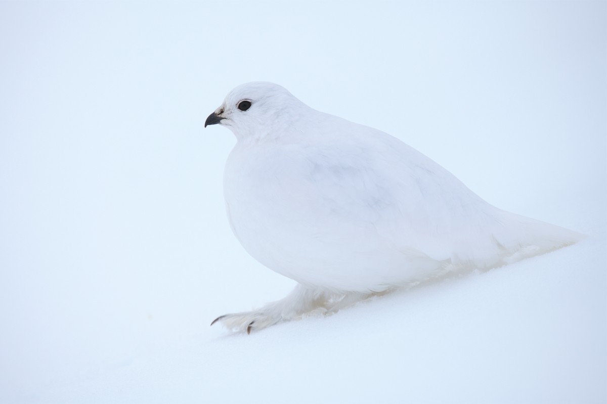 White-tailed Ptarmigan - ML529314751