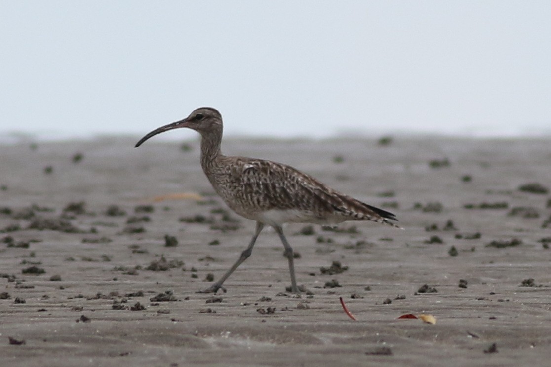 Whimbrel - Dave O'Connor