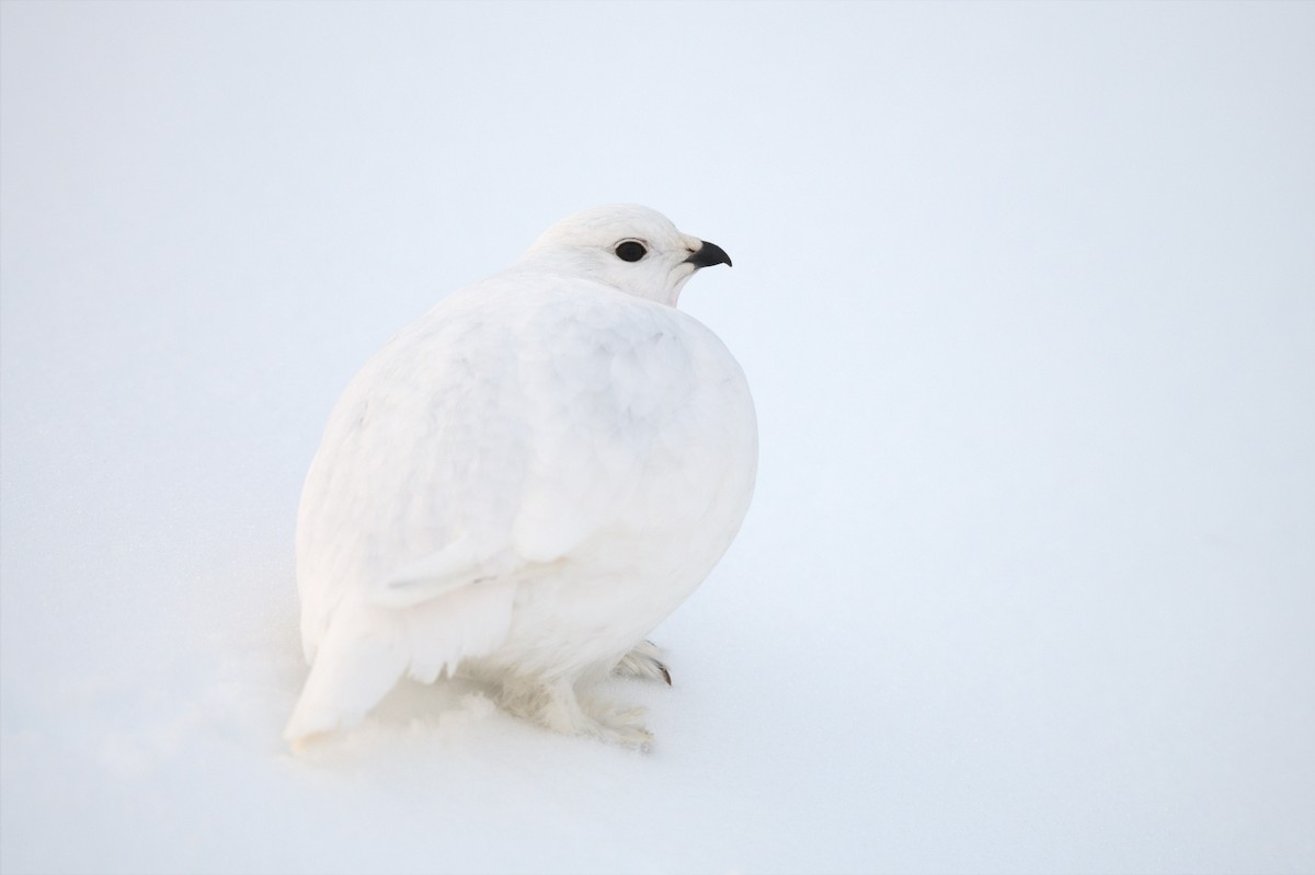 White-tailed Ptarmigan - ML529315601