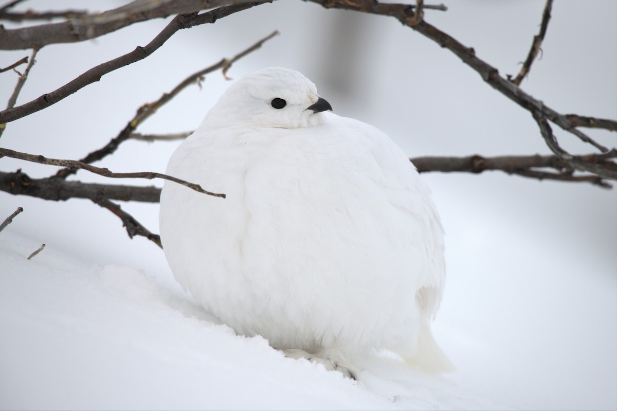 White-tailed Ptarmigan - ML529315621