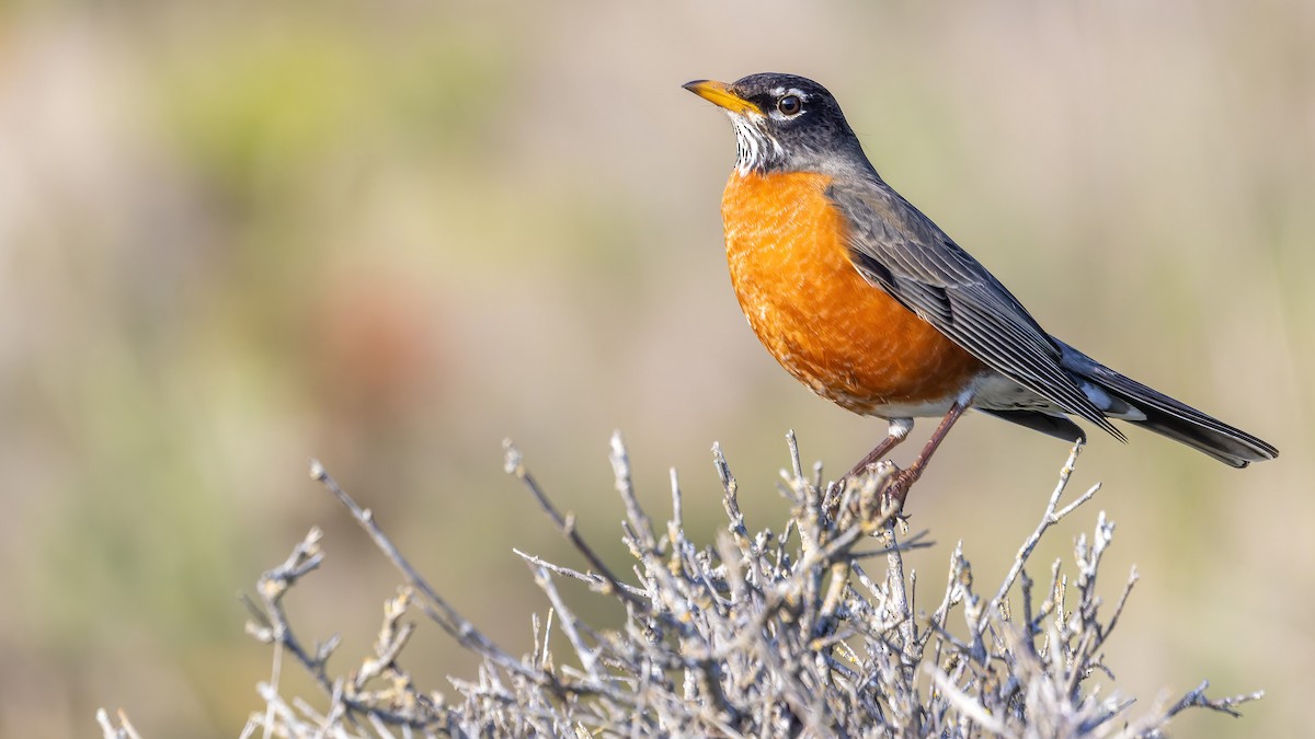 American Robin (migratorius Group) - ML529315771