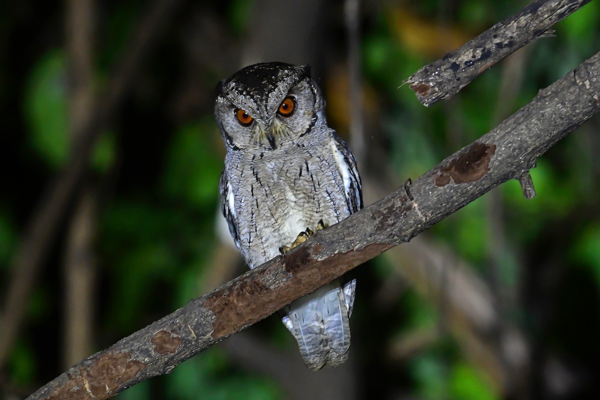 Indian Scops-Owl - Aseem Kothiala