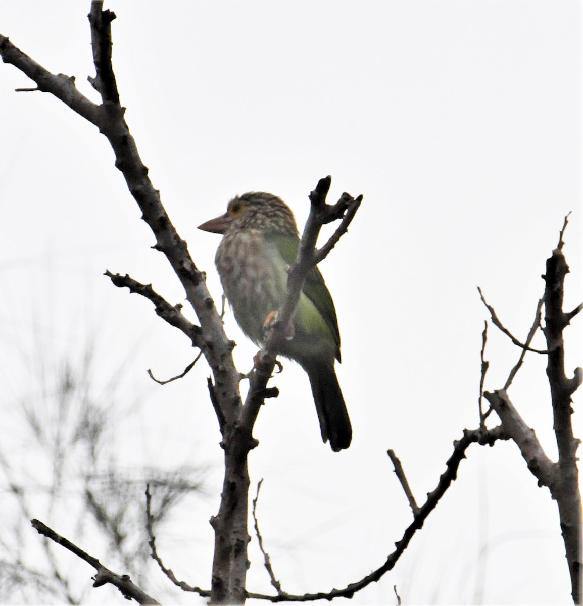 Lineated Barbet - ML529316341