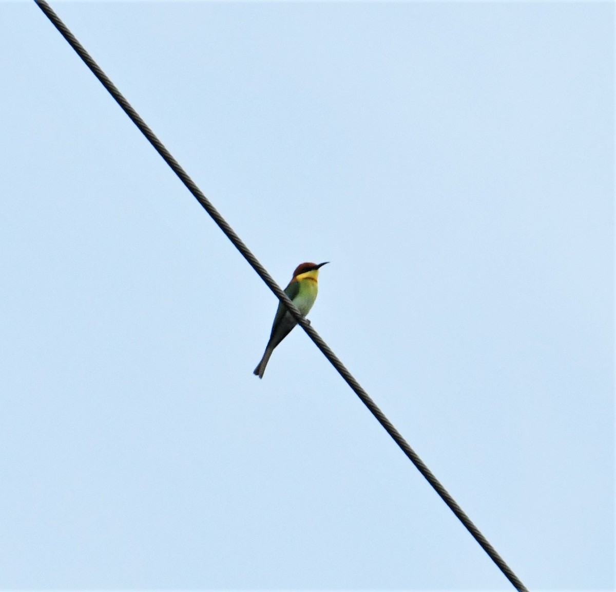 Chestnut-headed Bee-eater - ML529316461