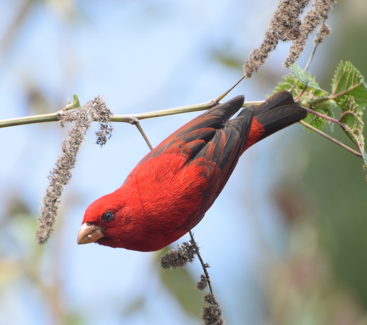 Scarlet Finch - ML529316621