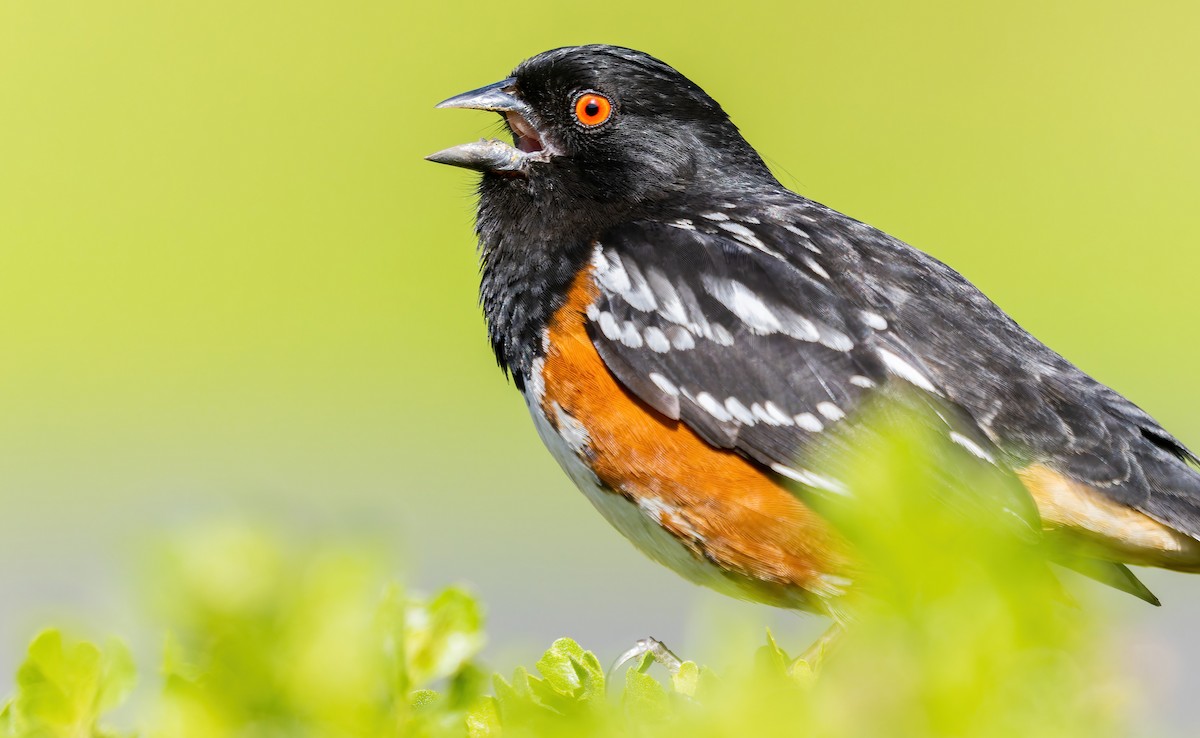 Spotted Towhee (oregonus Group) - ML529318531