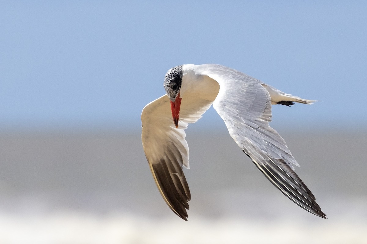 Caspian Tern - ML529318551