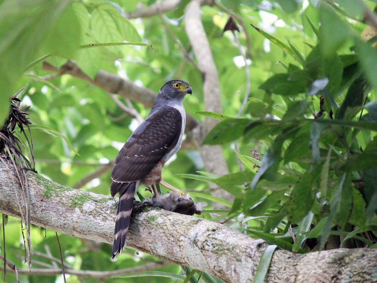 Adult (Bicolored)