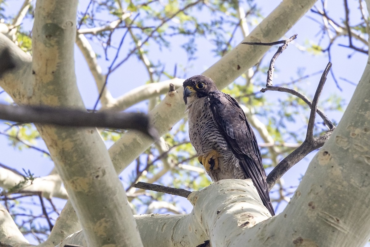 Peregrine Falcon (African) - ML529319851