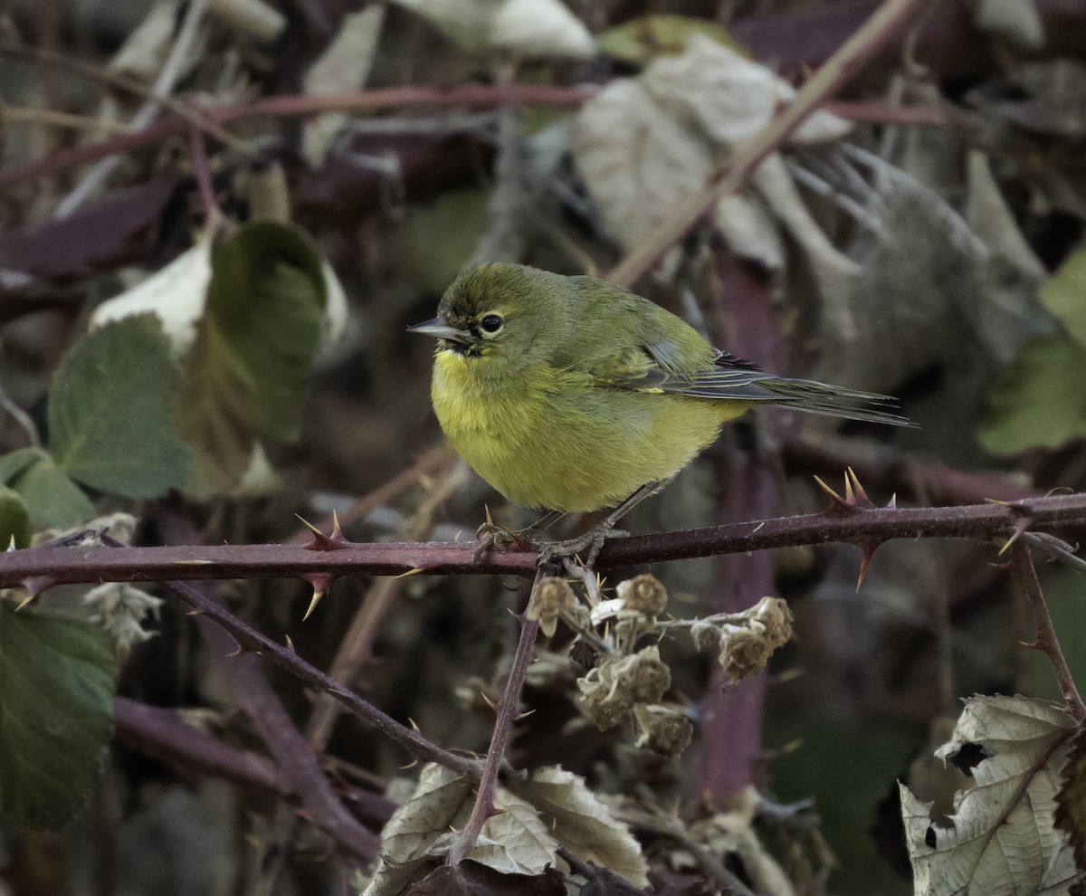 Orange-crowned Warbler - ML529320091