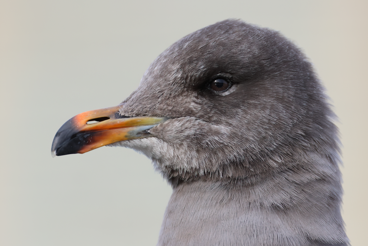 Heermann's Gull - ML529322761