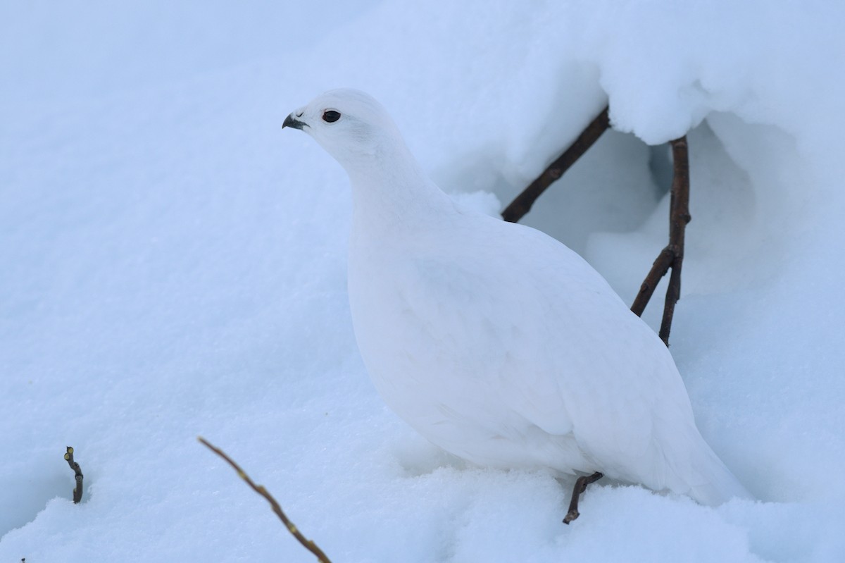 Willow Ptarmigan (Willow) - ML529323221