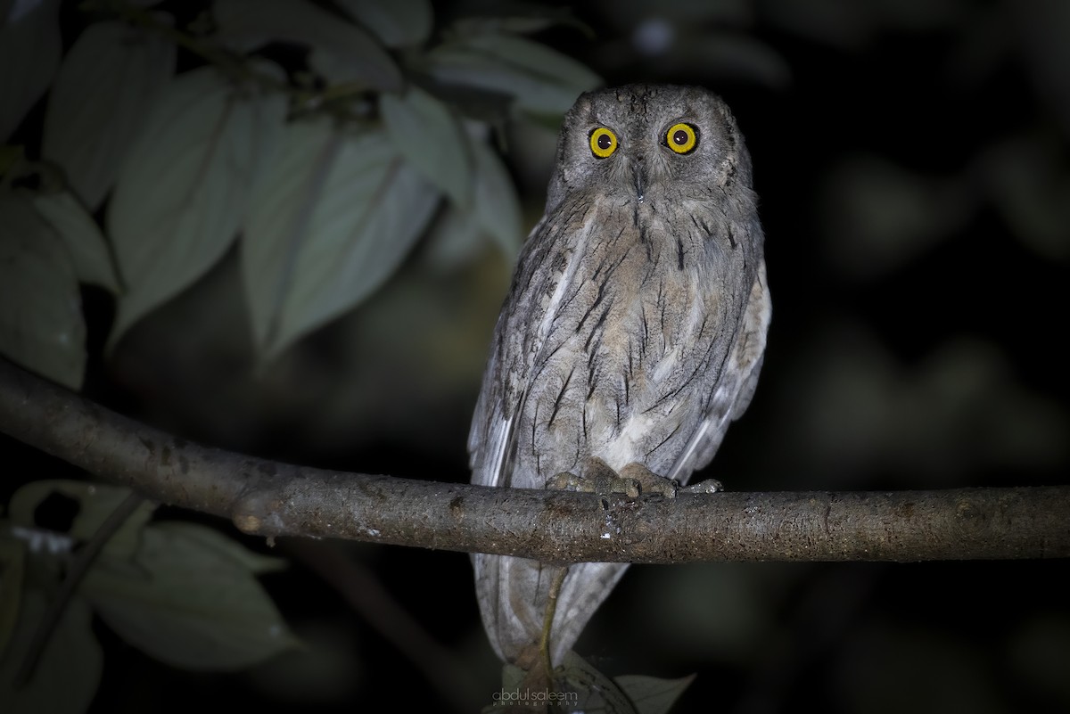 Pallid Scops-Owl - ML529323391