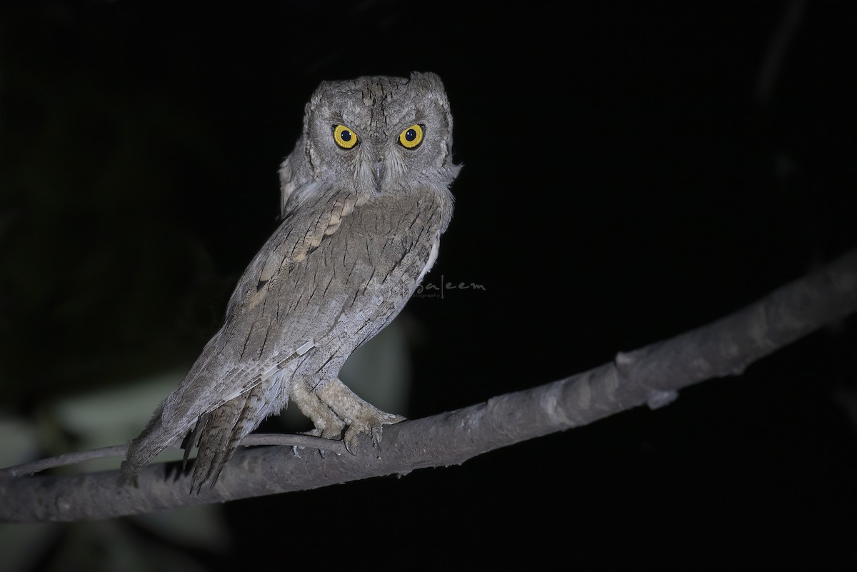 Pallid Scops-Owl - ML529323401