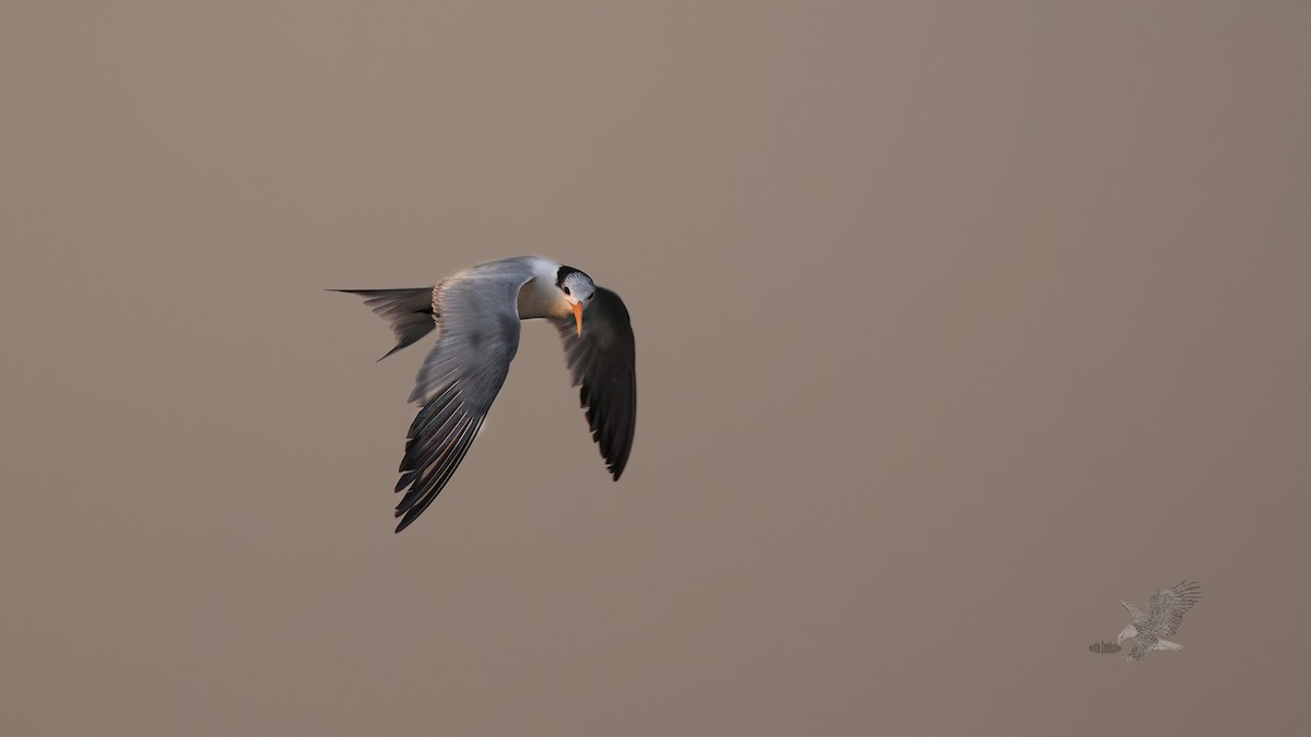 Lesser Crested Tern - ML529324421