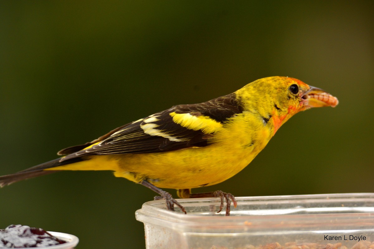 Western Tanager - Karen Doyle