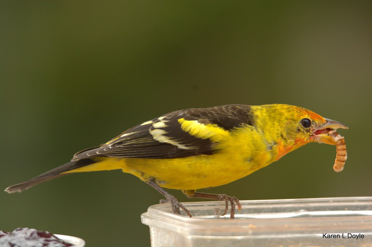 Western Tanager - Karen Doyle