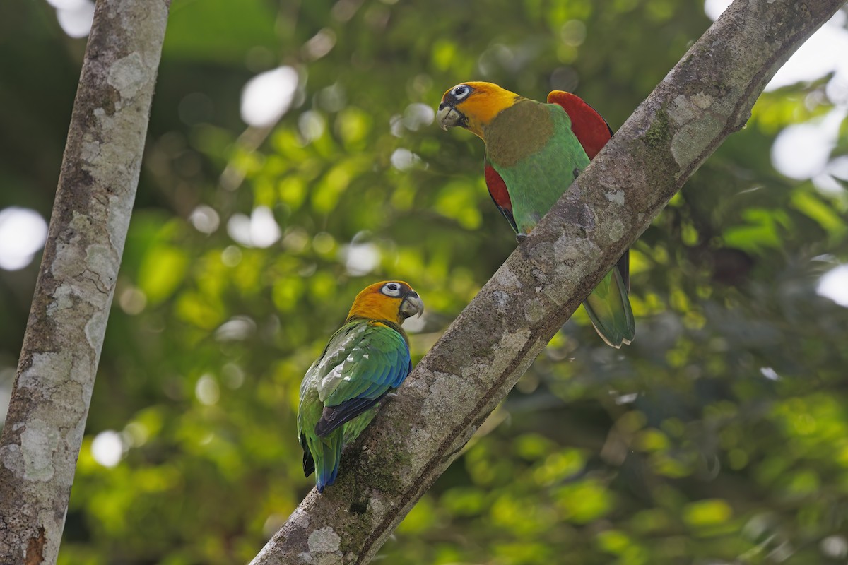 Saffron-headed Parrot - Marco Valentini