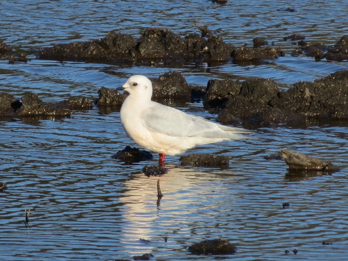 Ross's Gull - ML529325721