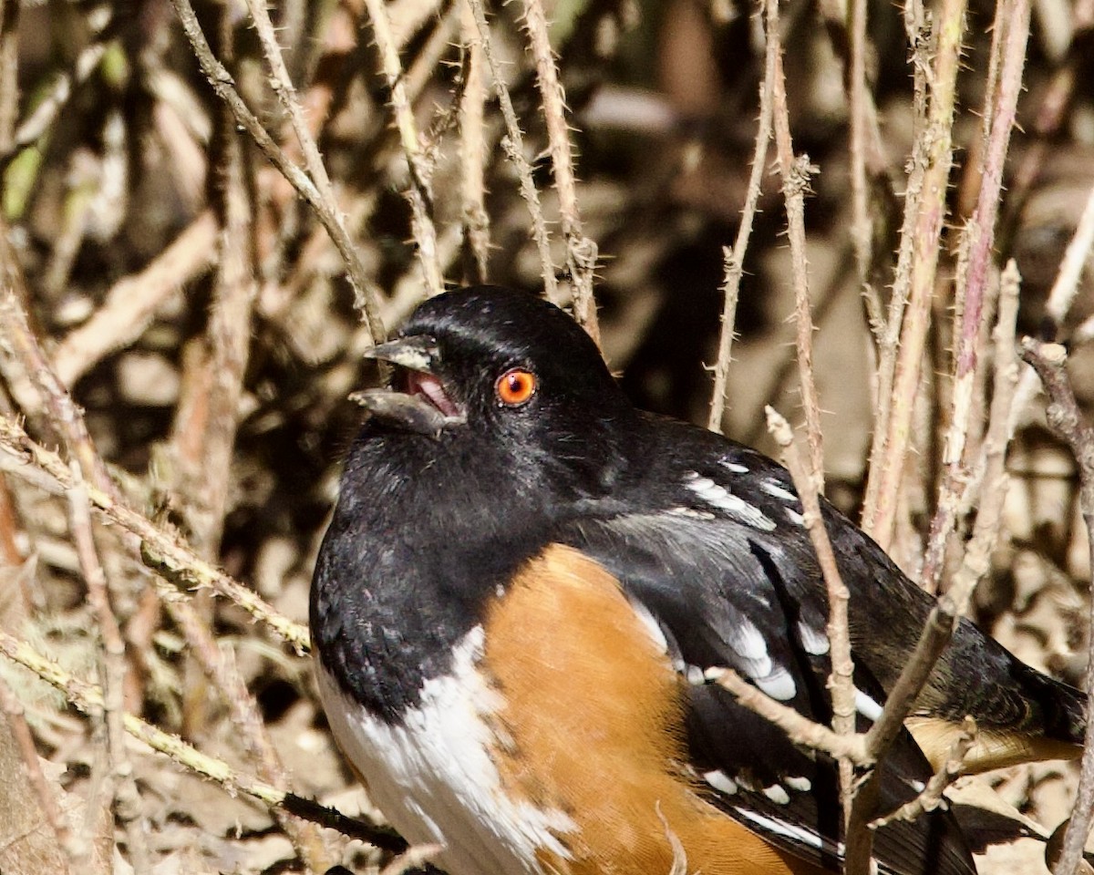 Spotted Towhee - ML529326411