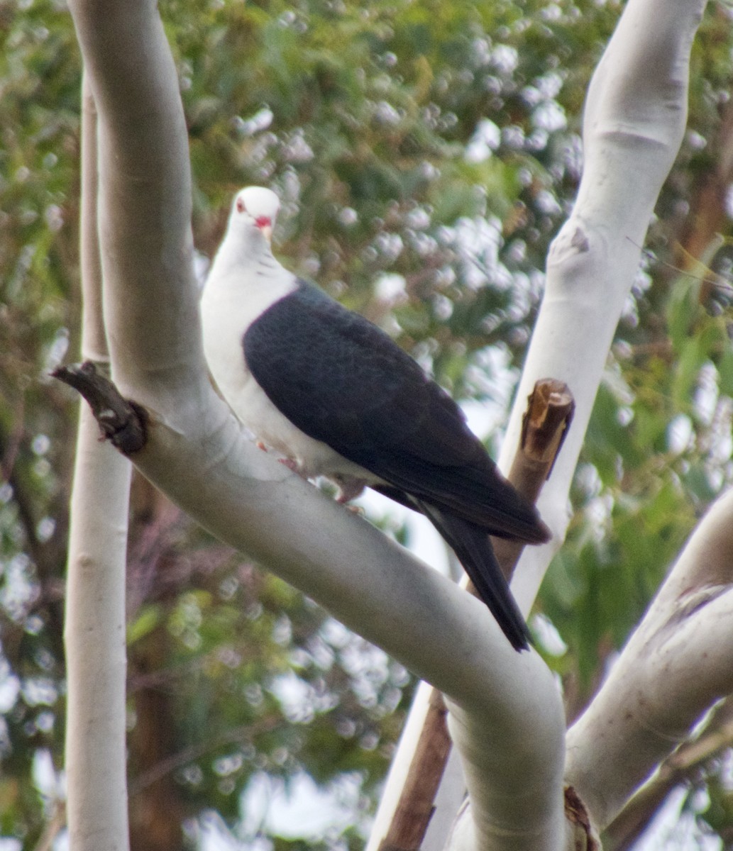 White-headed Pigeon - Brian Deans