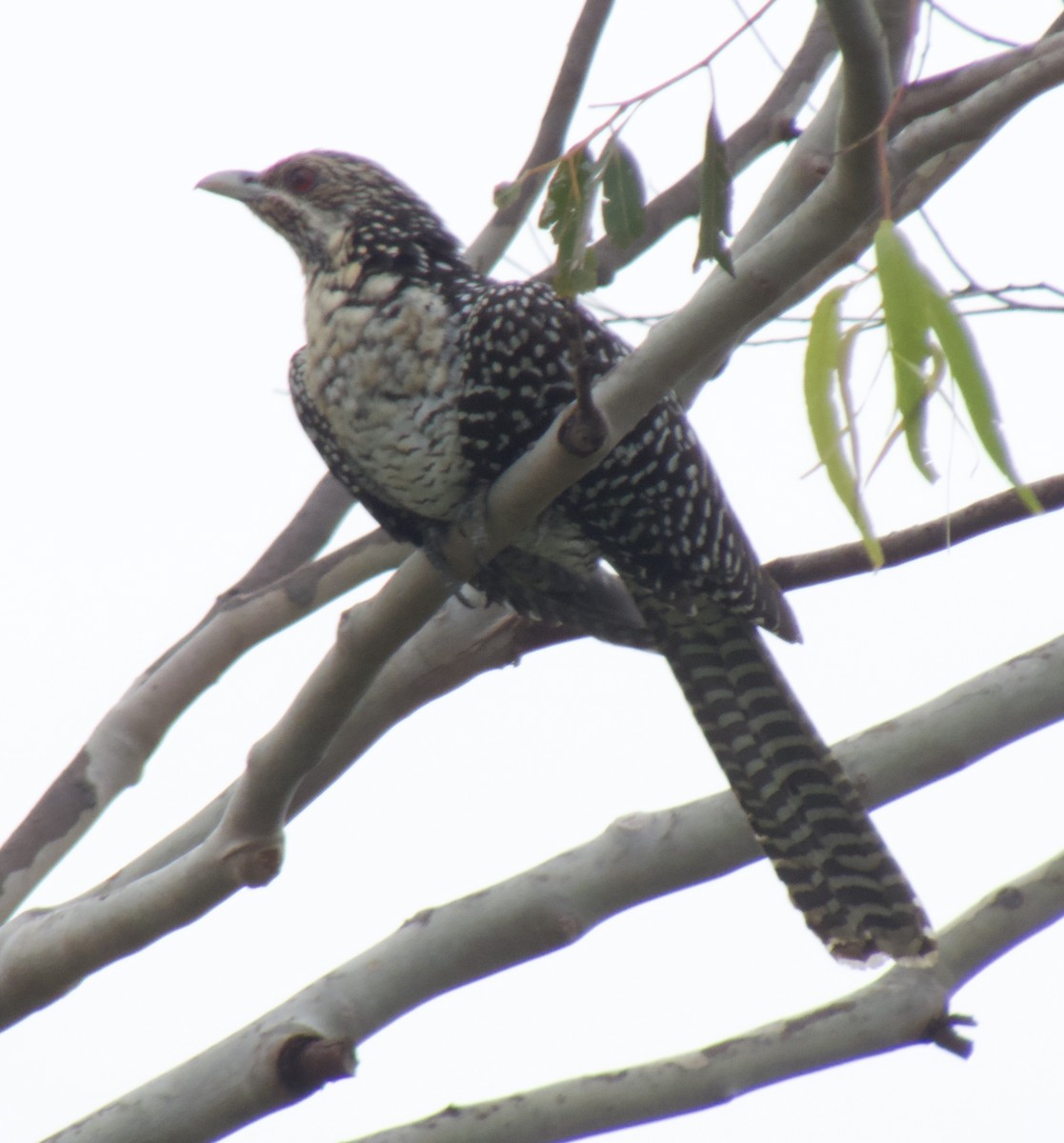 Pacific Koel - ML529327831