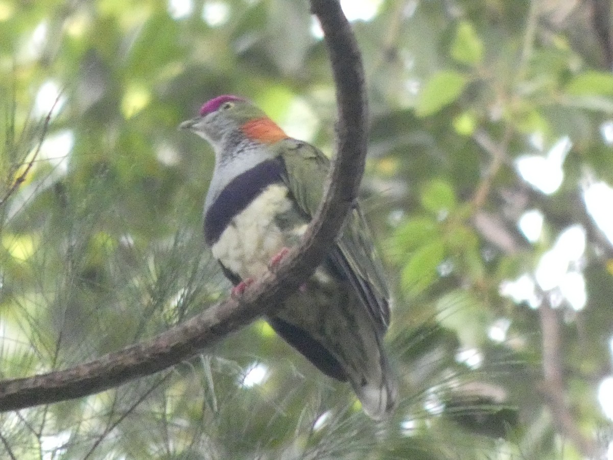 Superb Fruit-Dove - ML529327941