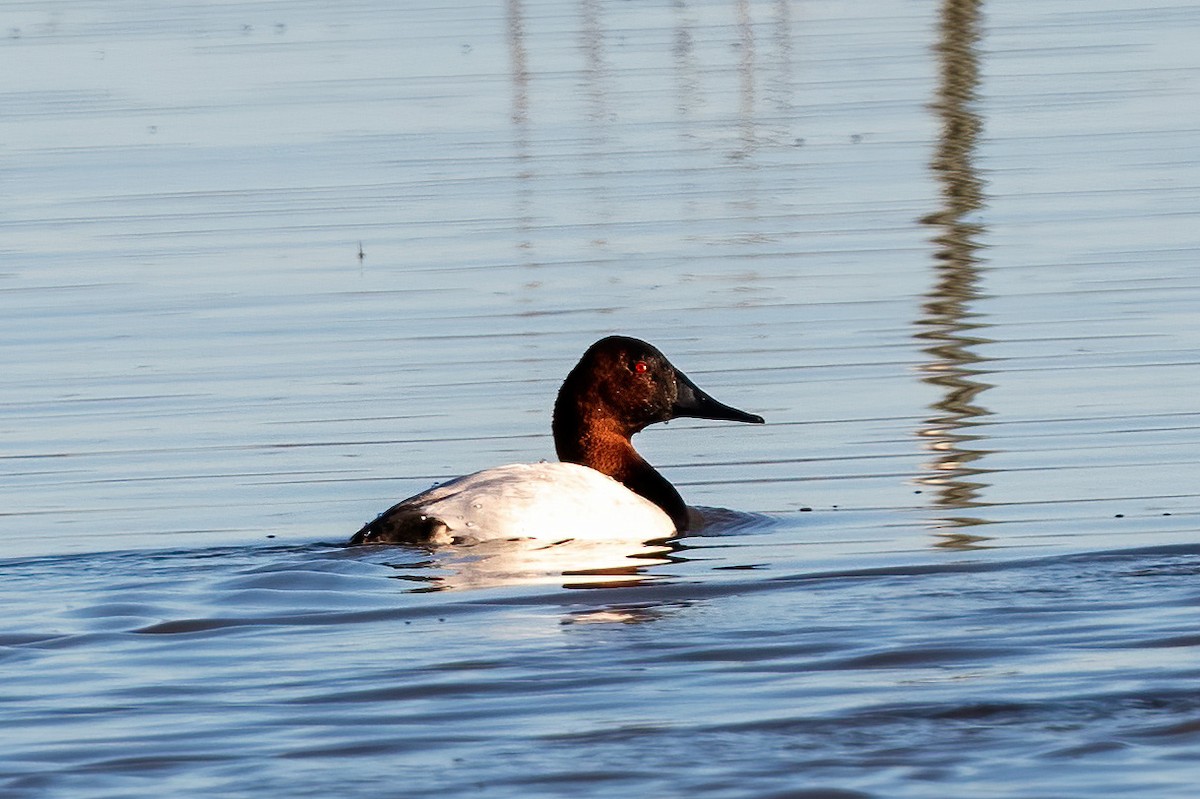 Canvasback - ML529328031