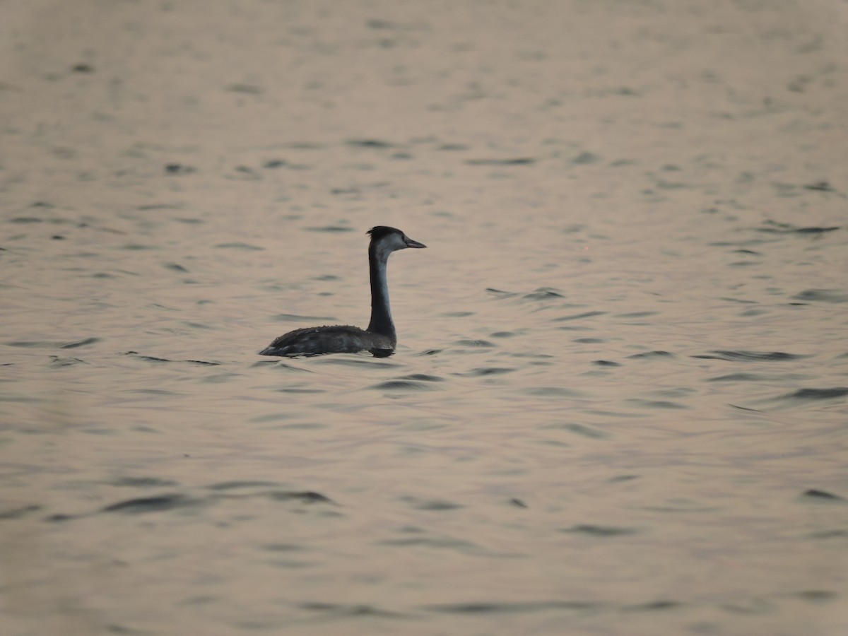 Great Crested Grebe - ML529328551