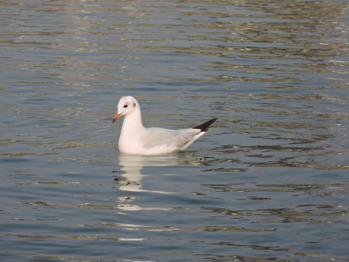 Black-headed Gull - ML529328651