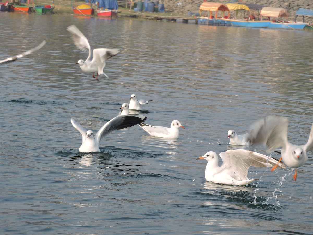 Black-headed Gull - Nivedita Karmakar
