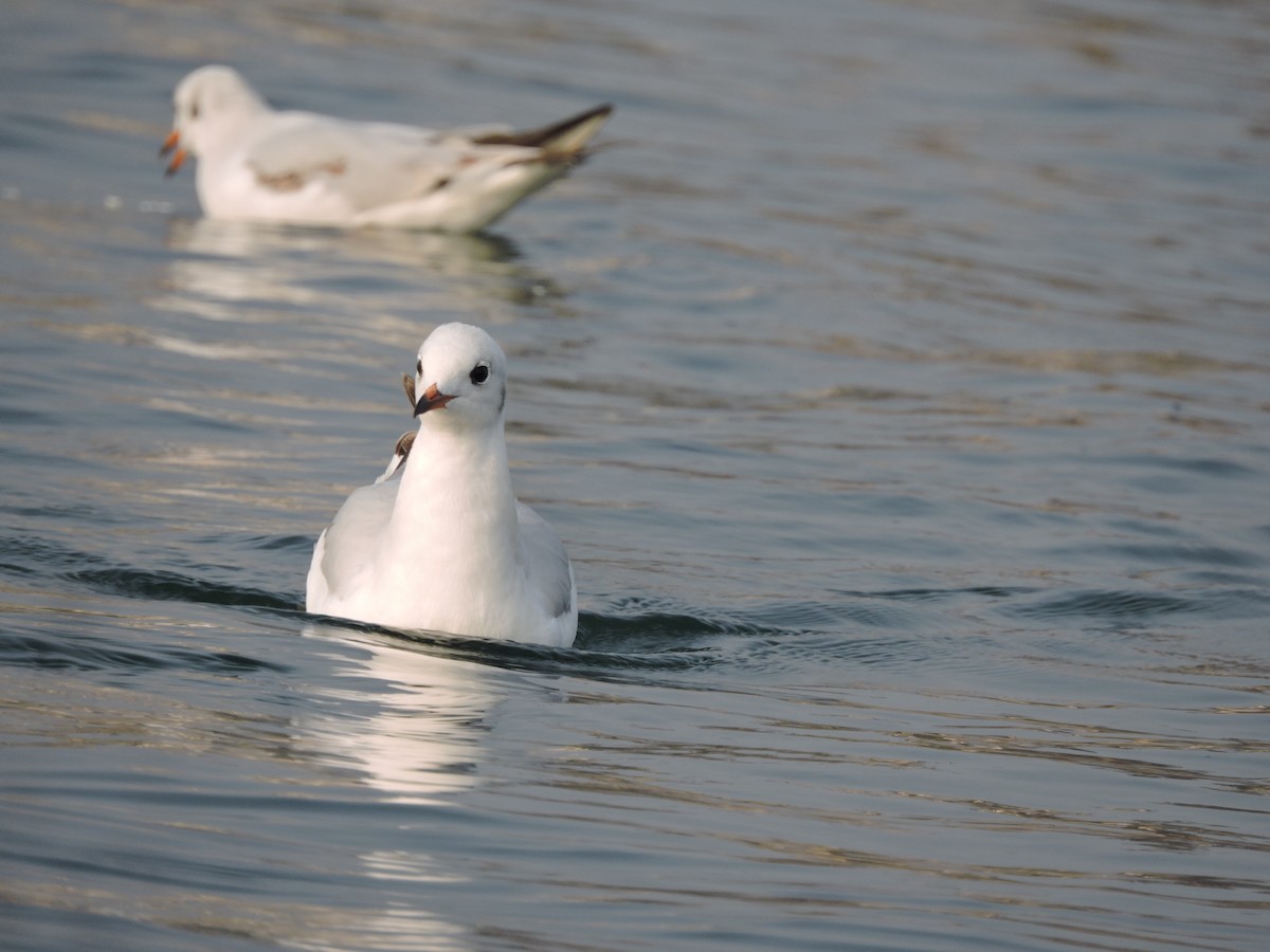 Black-headed Gull - Nivedita Karmakar