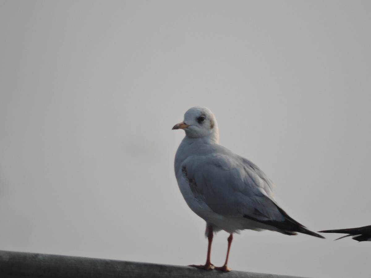 Black-headed Gull - ML529329821