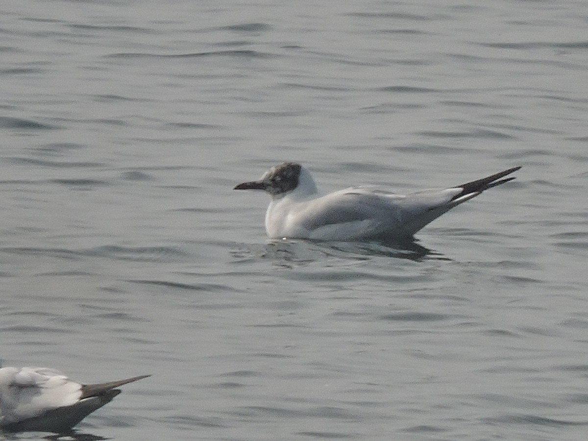 Black-headed Gull - ML529329841