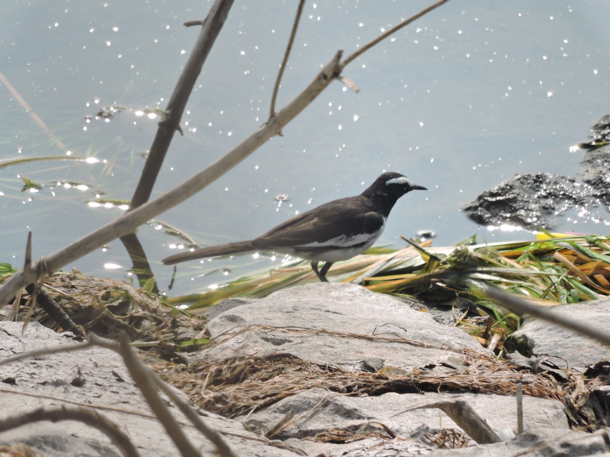 White-browed Wagtail - Nivedita Karmakar