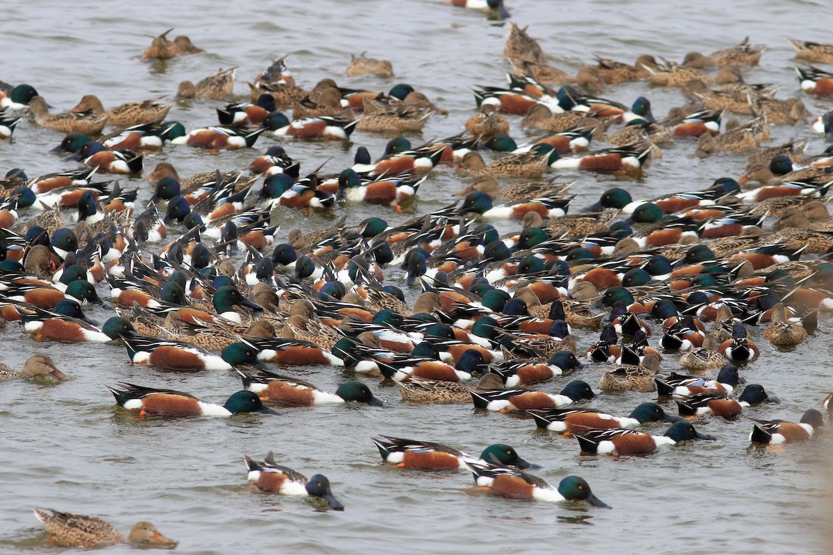 Northern Shoveler - Jo-Szu [Ross] (若詩) Tsai (蔡)
