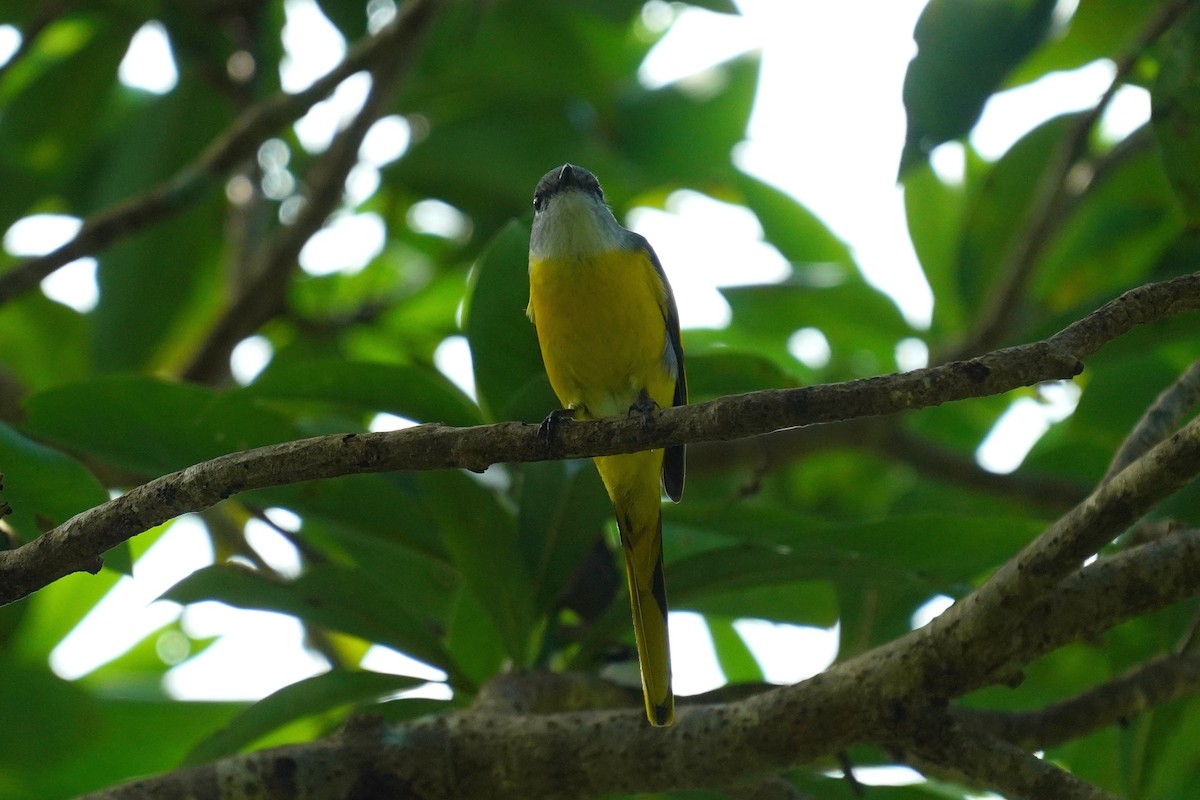 Gray-chinned Minivet - ML529330531