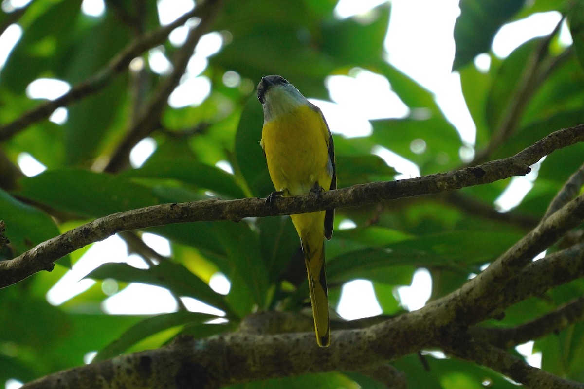 Gray-chinned Minivet - JingZu Tu