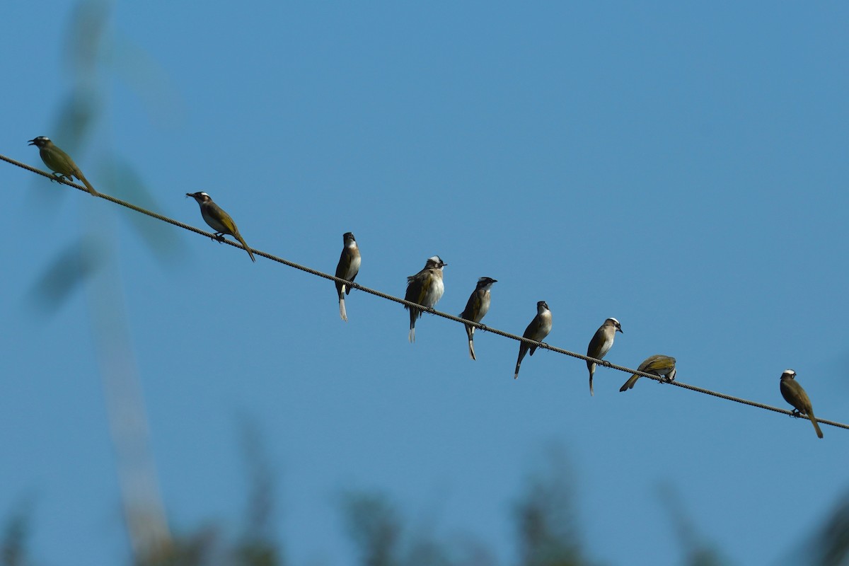 Light-vented Bulbul - ML529330661