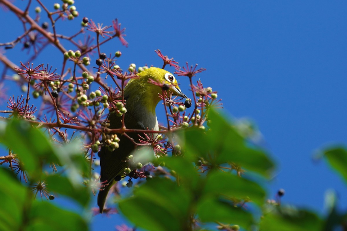 Swinhoe's White-eye - ML529330721