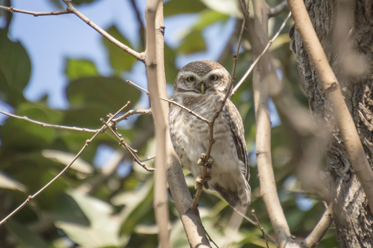 Spotted Owlet - ML529331211