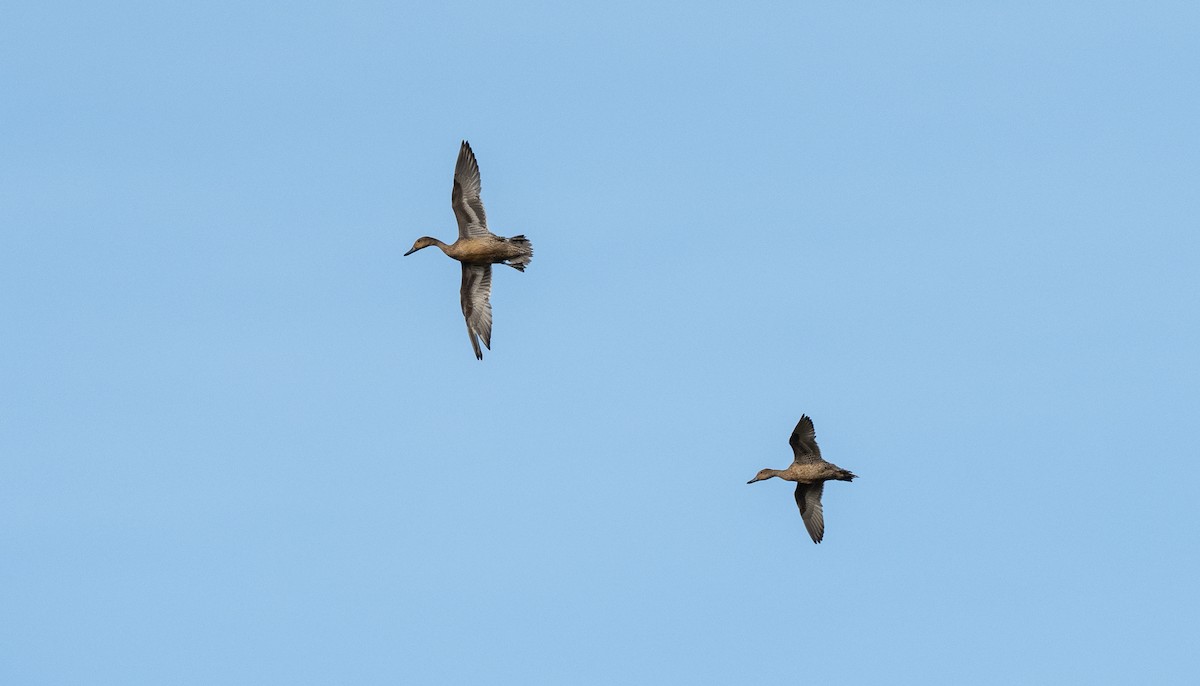 Northern Pintail - Forest Botial-Jarvis