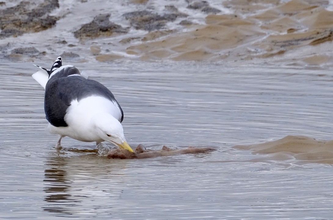 Great Black-backed Gull - ML529332871