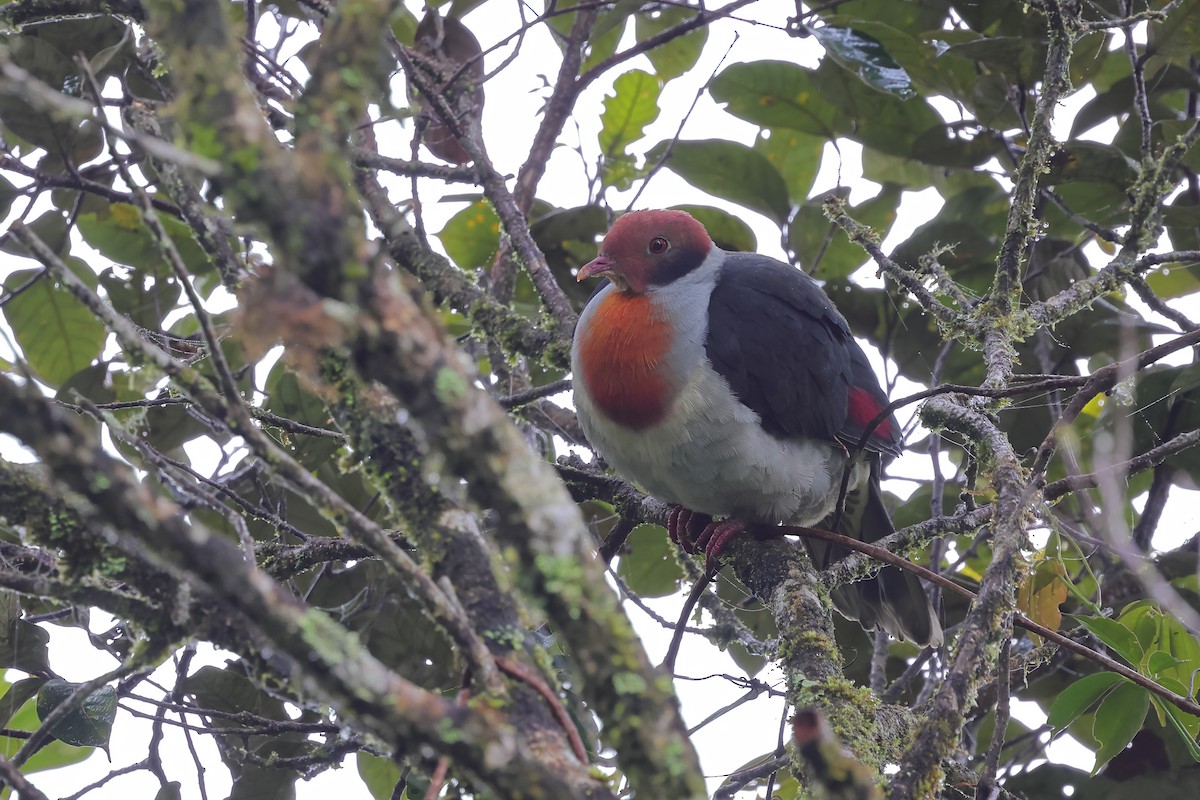 Flame-breasted Fruit-Dove - ML529333781