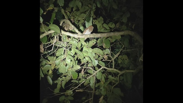 Oriental Scops-Owl - ML529334371