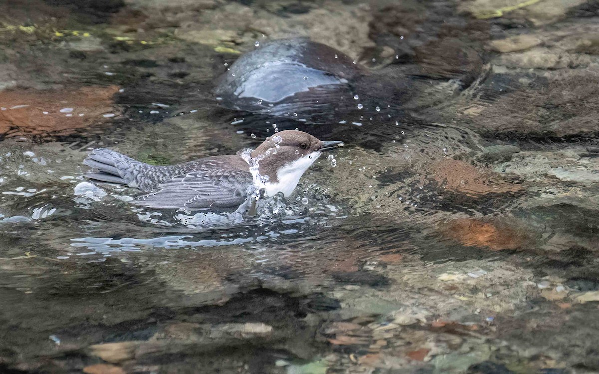 White-throated Dipper - ML529334671