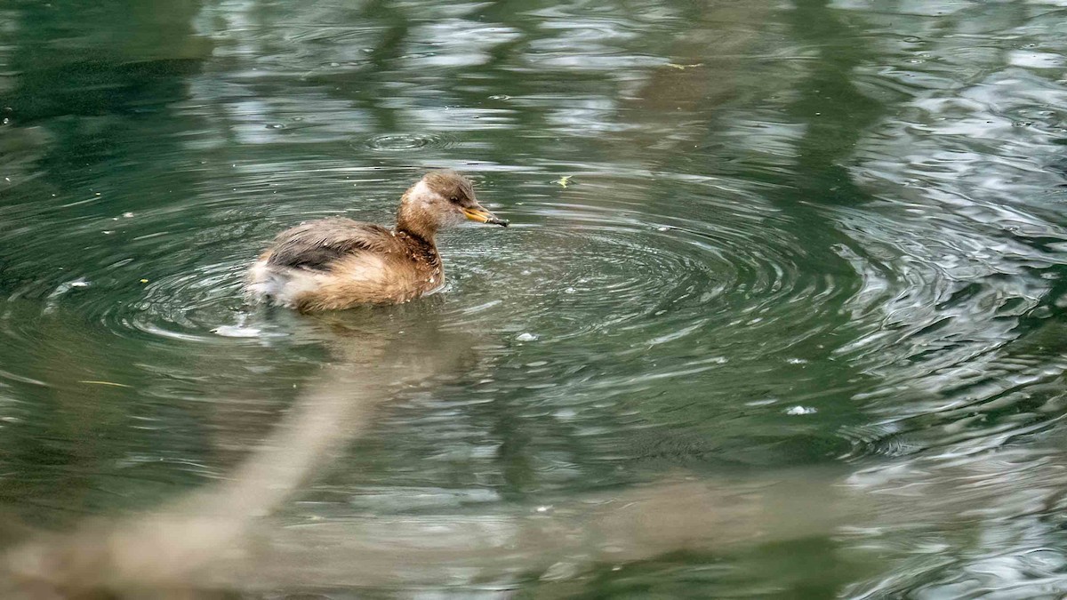 Little Grebe - ML529334701